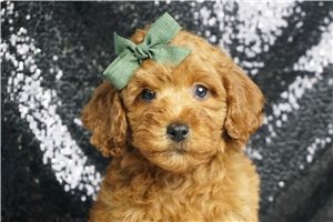 Wade - Poodle, Miniature for sale