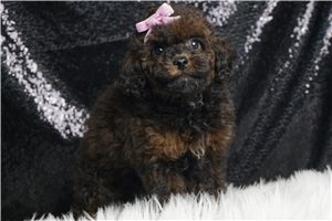 Bonnie - Miniature Poodle for sale