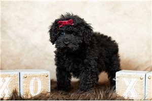 Cadence - Poodle, Miniature for sale