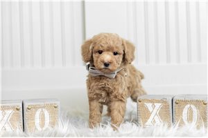 Gary - Poodle, Toy for sale