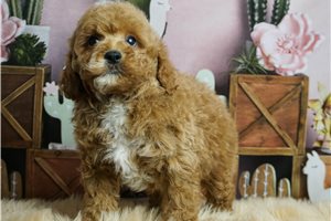 Lincoln - Poodle, Toy for sale