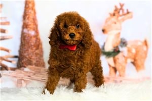 Christian - Poodle, Toy for sale