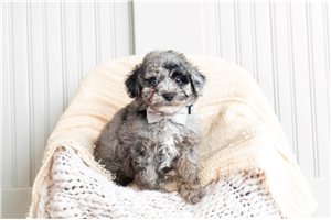 Bryson - Poodle, Toy for sale