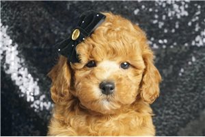 Christopher - Toy Poodle for sale