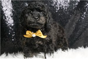Sutton - Toy Poodle for sale