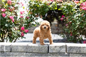 Gretchen - Poodle, Toy for sale