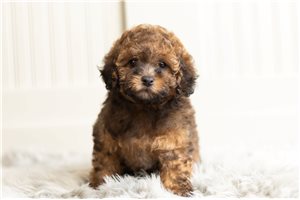 Poppy - Poodle, Toy for sale