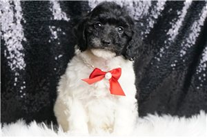 Stetson - Miniature Poodle for sale
