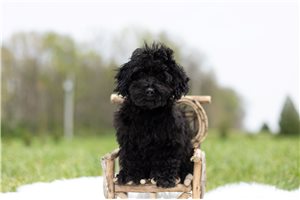 Curls - Poodle, Toy for sale