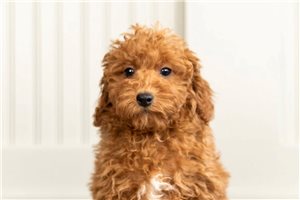 Darcy - Poodle, Toy for sale