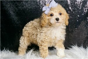 Denise - Miniature Poodle for sale