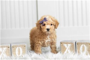 Minnie - Poodle, Toy for sale