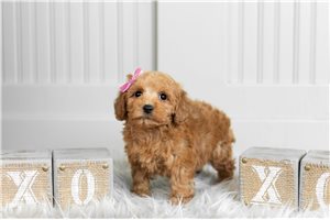 Gemma - Poodle, Toy for sale