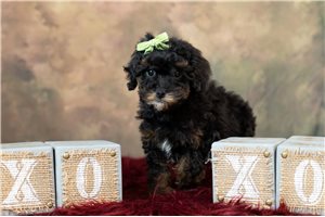 Tiara - Toy Poodle for sale
