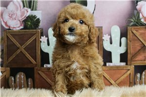 Leo - Poodle, Toy for sale
