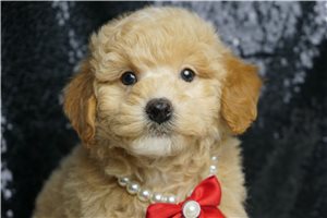 Silas - Toy Poodle for sale
