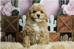 Luke - Poodle, Toy for sale