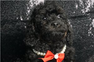 Durango - Miniature Poodle for sale