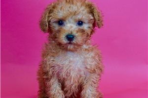 Purple - Poodle, Toy for sale