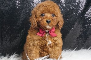 Douglas - Toy Poodle for sale