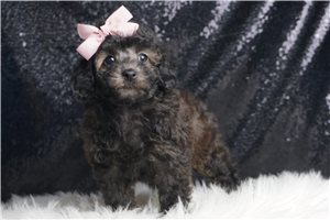 Camila - Miniature Poodle for sale