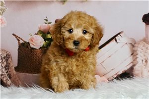 Ashton - Poodle, Miniature for sale
