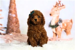 Callie - Poodle, Toy for sale