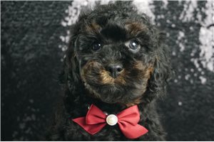 Duncan - Toy Poodle for sale