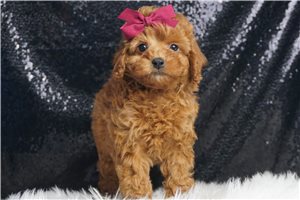 Clara - Poodle, Toy for sale