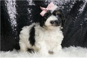 Sarah - Miniature Poodle for sale
