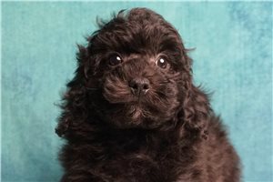 Ryan - Miniature Poodle for sale