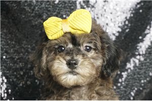 Vito - Toy Poodle for sale
