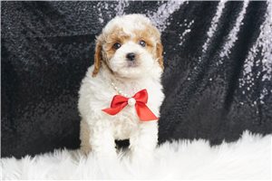 Kingston - Toy Poodle for sale