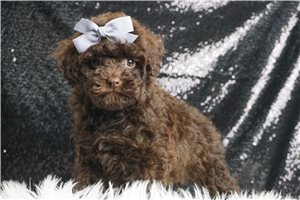 Kaylee - Miniature Poodle for sale