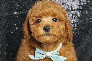 Shiloh - Toy Poodle for sale