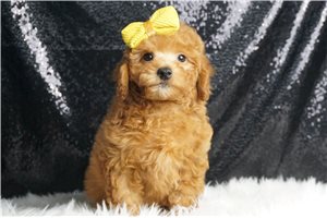 Bodhi - Miniature Poodle for sale