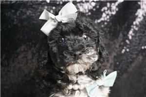 Oreo - Miniature Poodle for sale