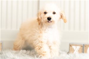 Thea - Toy Poodle for sale