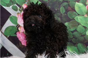 Teacup Morgan - Poodle, Toy for sale