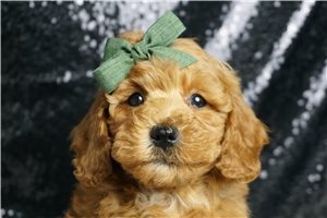 Wells - Poodle, Miniature for sale