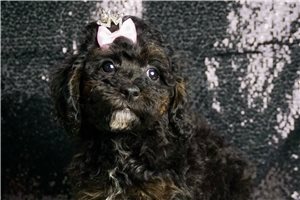 Destiny - Miniature Poodle for sale