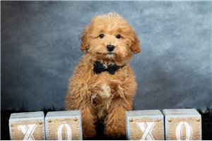 Moshe - Poodle, Toy for sale