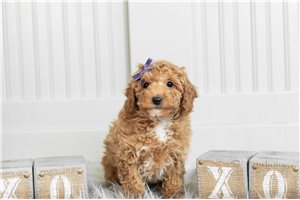 Kenna - Poodle, Toy for sale