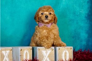Mayweather - Poodle, Miniature for sale