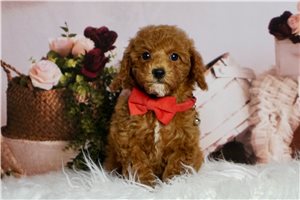 Waylon - Toy Poodle for sale