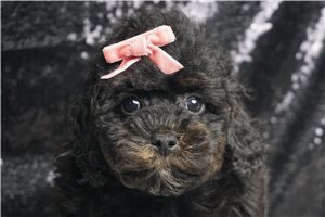 Brooke - Miniature Poodle for sale