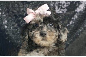 Chloe - Miniature Poodle for sale