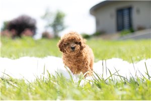 Wade - Poodle, Toy for sale