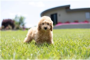Mr Ross - Poodle, Toy for sale