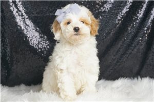 Aurora - Poodle, Miniature for sale